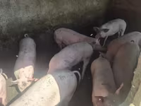 Eber, Schweine — Foto 1