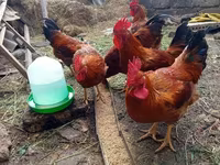Chickens — լուսանկար 2