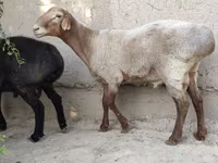 公羊, Sheep — 照片 6