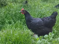 Moscú Negro — foto 1