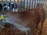 Ցուլ, Simmental cattle — լուսանկար 1
