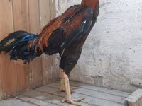 Chickens — լուսանկար 3
