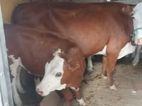 Cow, Kazakh White-headed cow — photo 1
