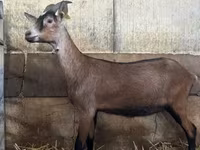 Ziege, Alpine goat — Foto 1
