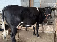गाय, गोलस्टीन नस्ल — फ़ोटो 1