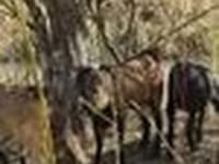 Goat, Alpine goat — photo 7