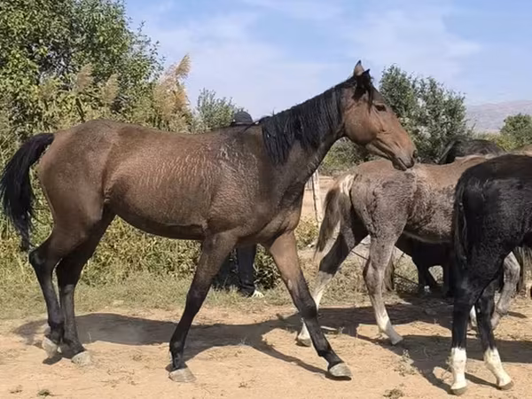 Кобыла, Лошади