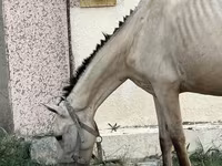 Бие, Azerbaijan horse — 3-сурет