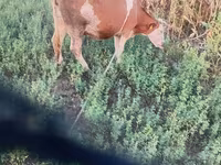 Vaca, Raça de vaca — foto 2