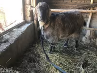 Էգ այծ, Beetal goats — լուսանկար 2