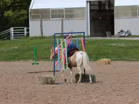 حصان, American paint horse — الصورة 6