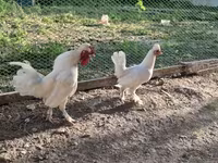 Chickens — फ़ोटो 3