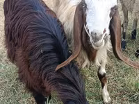 Ешкі, Damask goat — 1-сурет