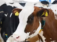 Կով, Russian Black pied cattle — լուսանկար 2