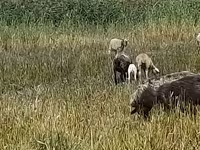 Қой, Romanov sheep — 2-сурет