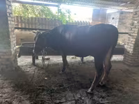Ցուլ, Red Estonian cattle — լուսանկար 1