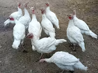 Turkeys — الصورة 2