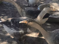 Geese — Foto 2