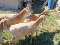 Sheep, Arashan sheep — photo 1