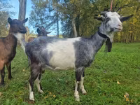 Ziege, Alpine goat — Foto 3
