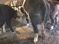 公牛, Simmental cattle — 照片 2