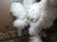 Chickens — լուսանկար 4