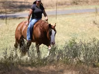 Hengst, Quarter Horse — Foto 8