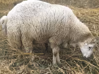 Widder, Bardhoka sheep — Foto 2