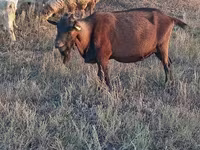 Արու այծ, Italian Alpine goat — լուսանկար 6