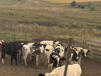 公牛, Cattle — 照片 2