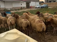 Schaf, Apsheron sheep — Foto 2