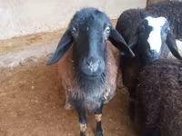 Ram, Jaidara sheep — photo 4