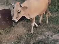 Уй, Сиырлар — сүрөт 4