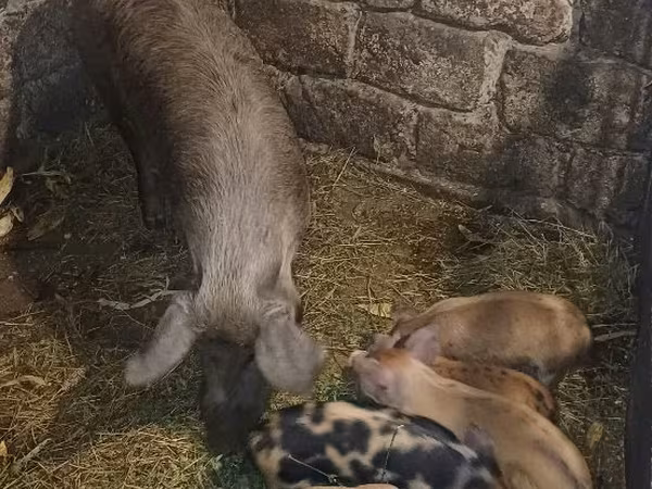 母猪, Pigs