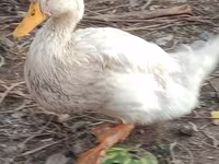 Ducks — الصورة 5
