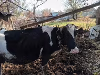 Cow, Cattle — photo 4