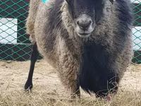 Ոչխար, Romanov sheep — լուսանկար 4