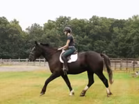 Ձի, Percheron — լուսանկար 6
