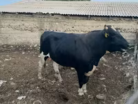 Touro, Raça Holstein — foto 3