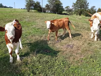 मवेशी (लॉट, लिंग निर्दिष्ट नहीं), Simmental cattle — फ़ोटो 4