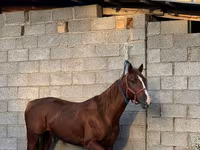 घोड़ा, Friesian sport horse — फ़ोटो 1
