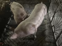 Eber, Schweine — Foto 1
