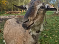 Ziege, Alpine goat — Foto 2