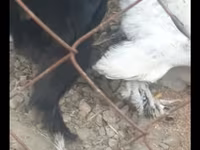 Սիլքի — լուսանկար 5