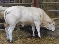 Ցուլ, Blonde d’Aquitane cattle — լուսանկար 6