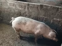 Sow, Pigs — photo 3