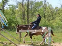 Ձի, Pinto horses — լուսանկար 4