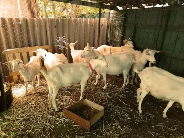 Արու այծ, Saanen goat