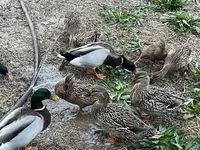 Ducks — फ़ोटो 4