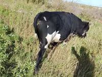 ثور, Russian Black pied cattle — الصورة 2